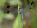 Uracis imbuta (Tropical Woodskimmer) male-5.jpg